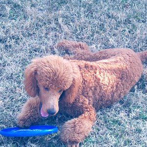 Meet your Posher, Felisia